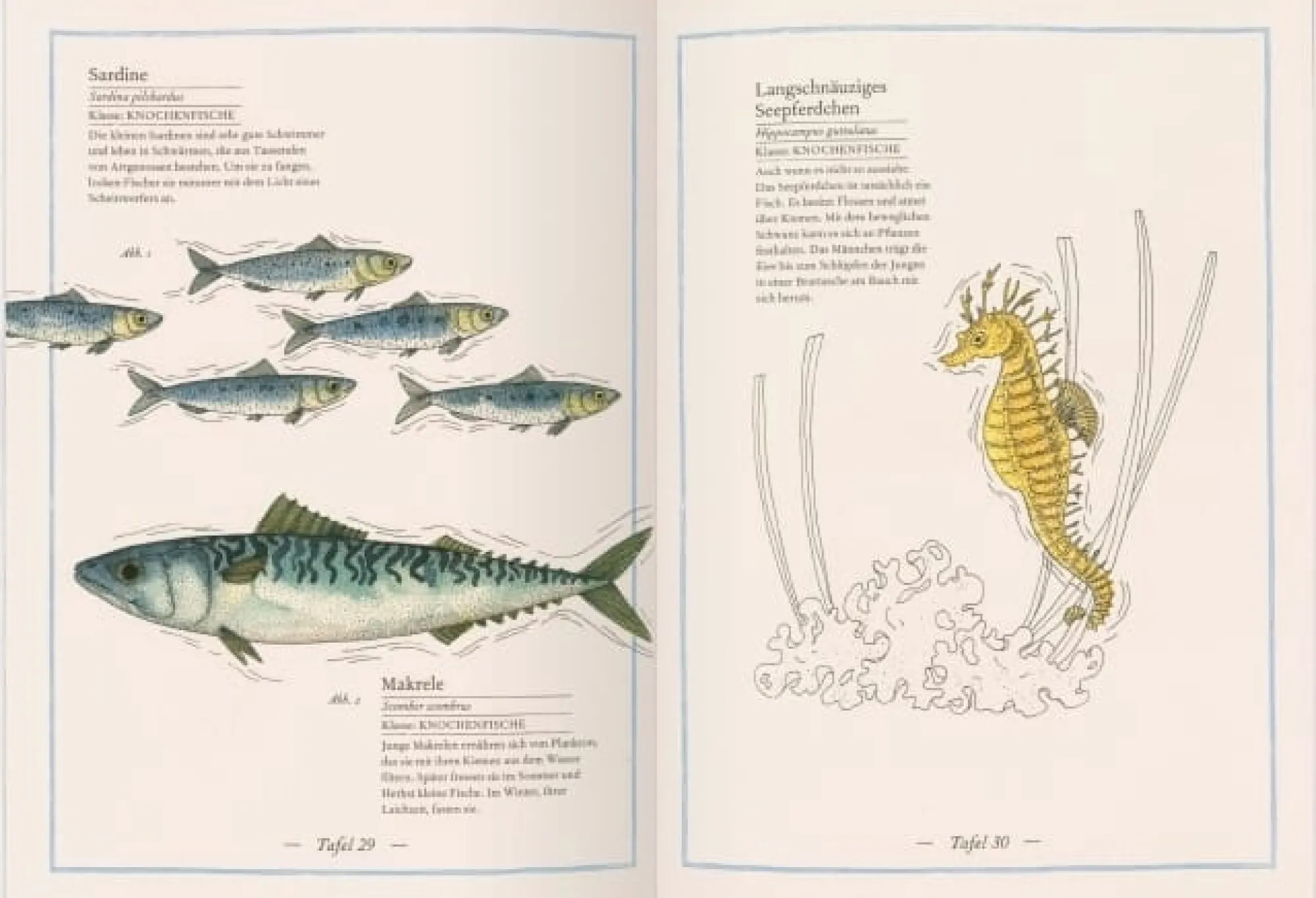Ratgeber * Gerstenberg Verlag Blauwal, Seestern, Oktopus