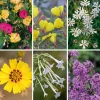 Blumensamen * Manufactum Blumensamen Abend- und Nachtdufter