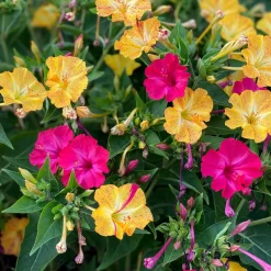 Blumensamen * Manufactum Blumensamen Abend- und Nachtdufter