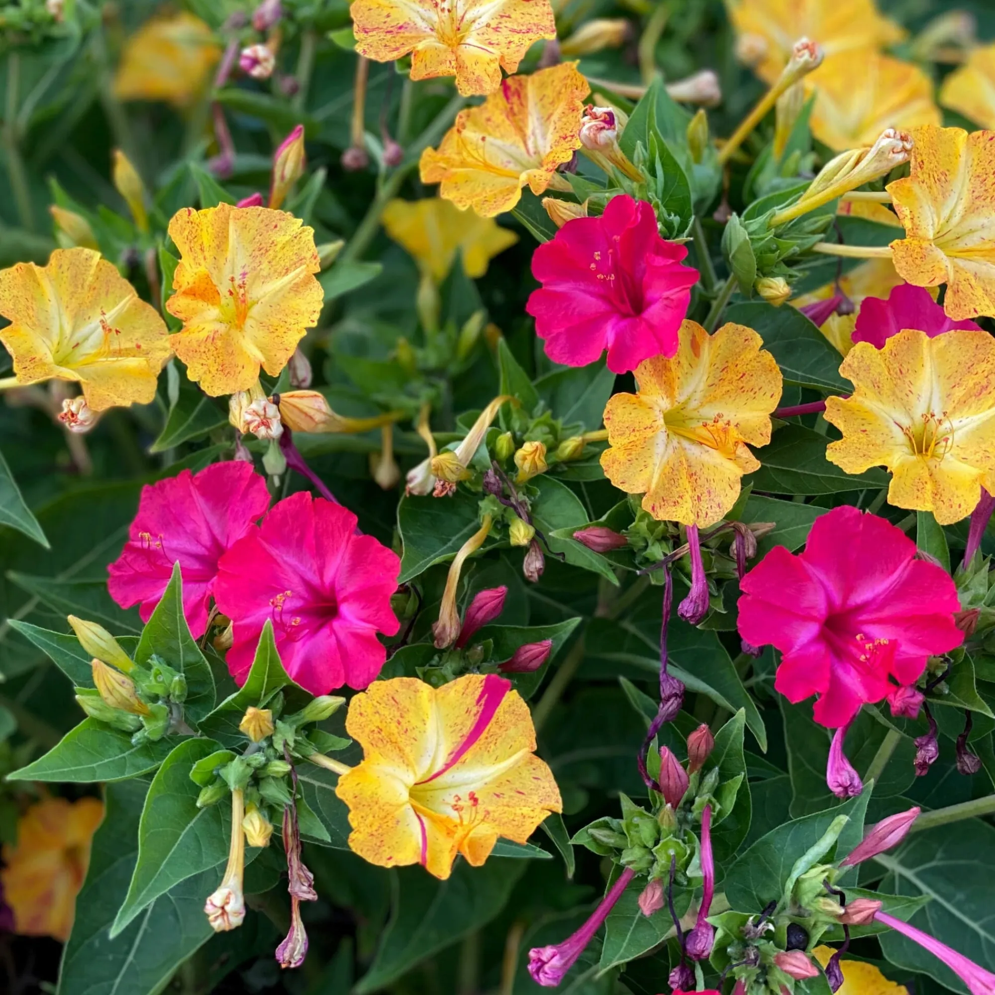 Blumensamen * Manufactum Blumensamen Abend- und Nachtdufter
