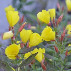 Blumensamen * Manufactum Blumensamen Abend- und Nachtdufter