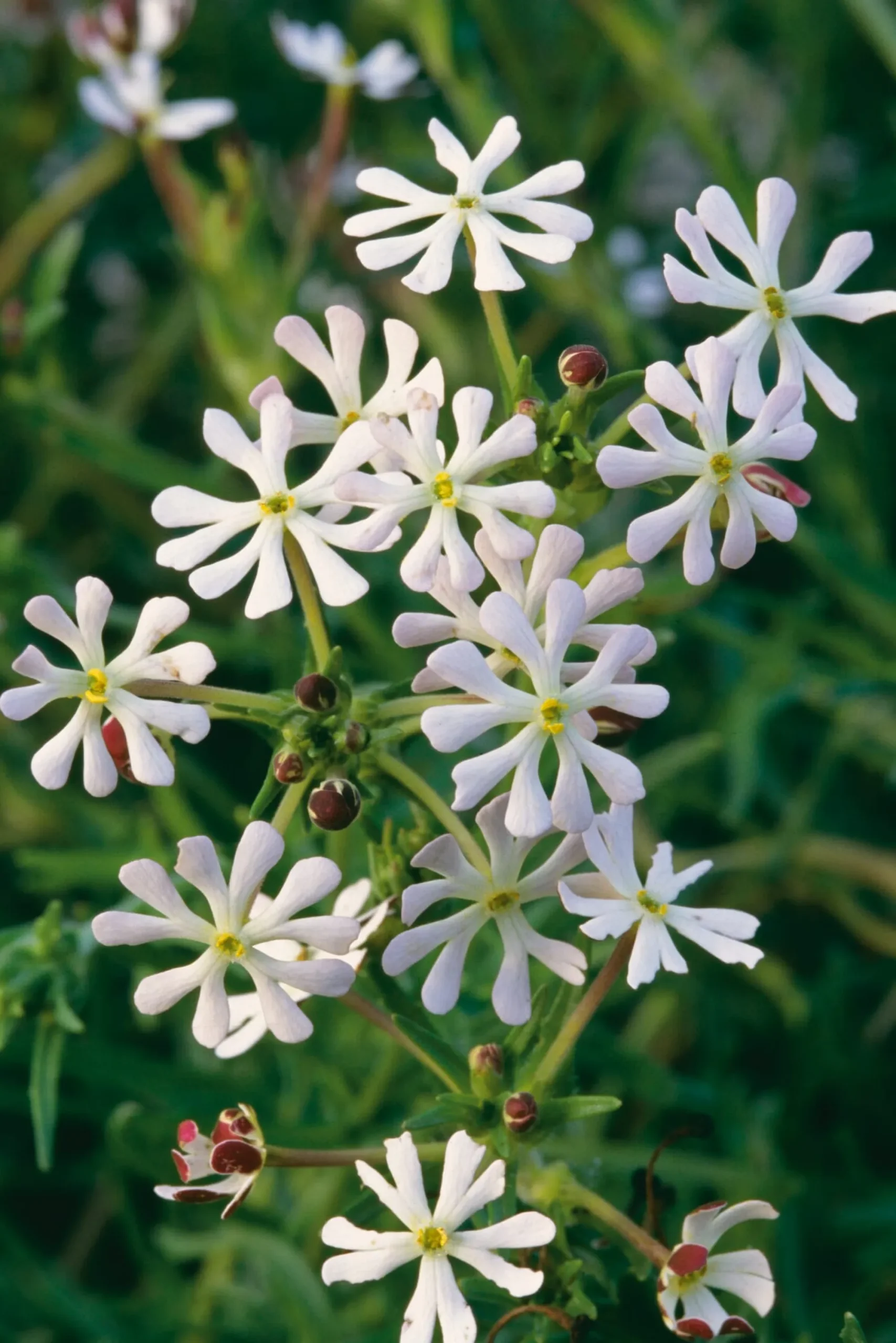 Blumensamen * Manufactum Blumensamen Abend- und Nachtdufter