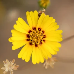 Blumensamen * Manufactum Blumensamen Abend- und Nachtdufter