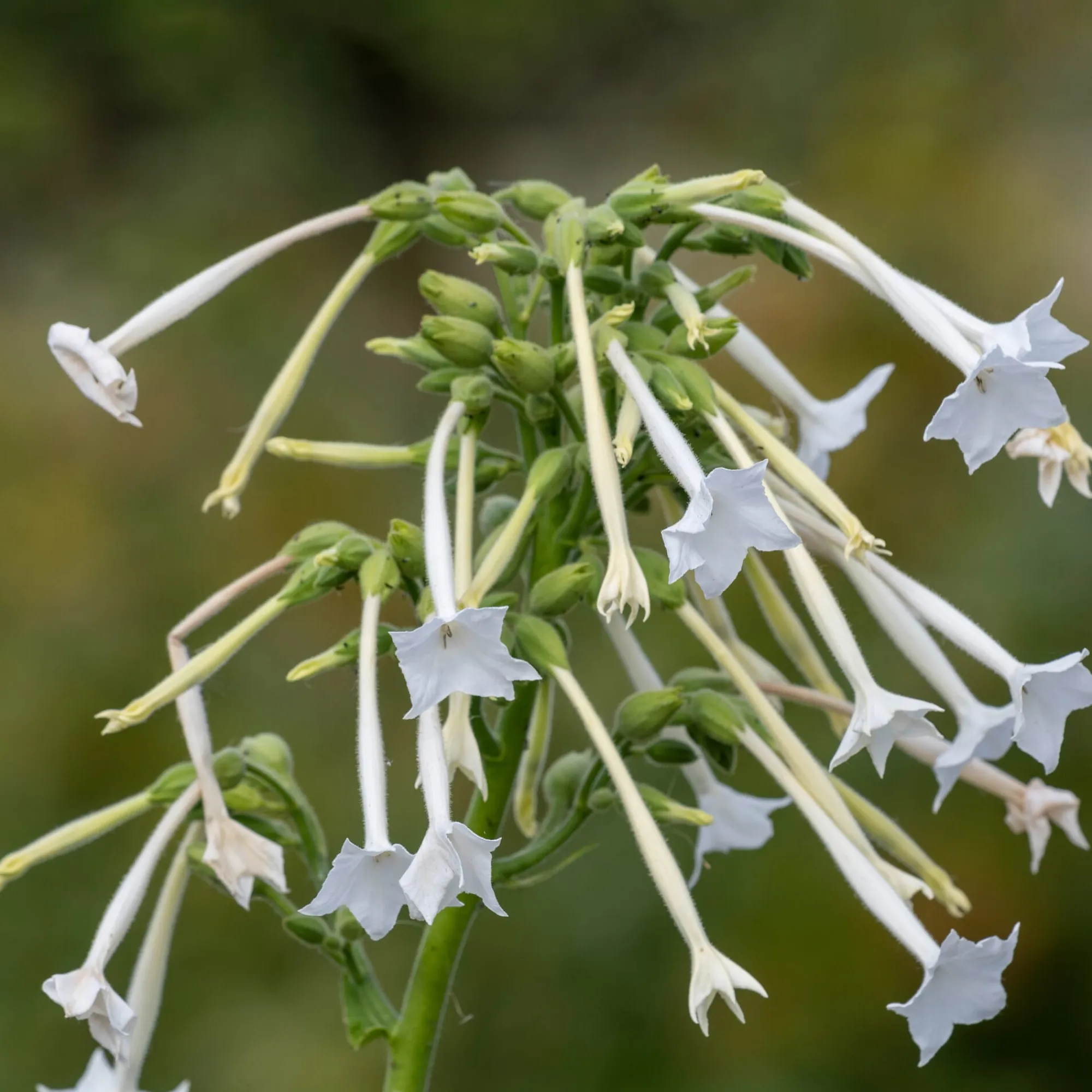Blumensamen * Manufactum Blumensamen Abend- und Nachtdufter