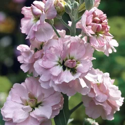 Blumensamen * Manufactum Blumensamen Ausgewählte Levkojen