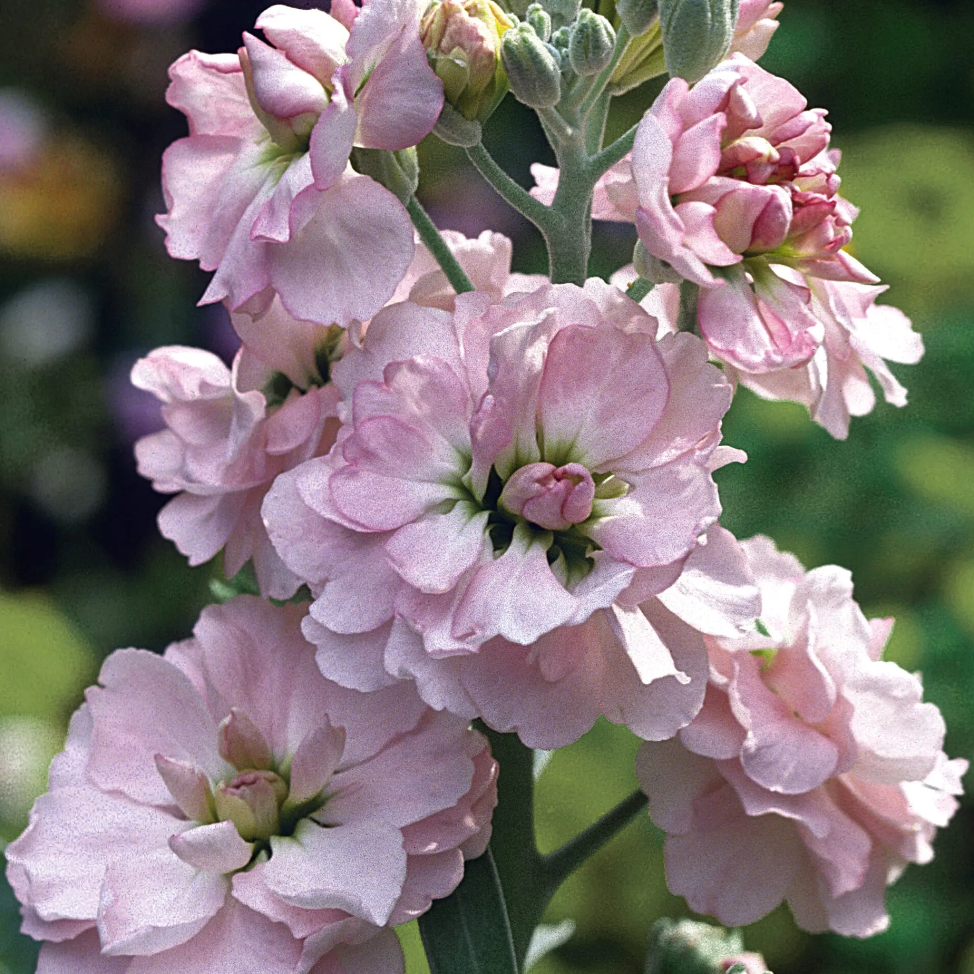 Blumensamen * Manufactum Blumensamen Ausgewählte Levkojen