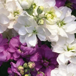 Blumensamen * Manufactum Blumensamen Ausgewählte Levkojen