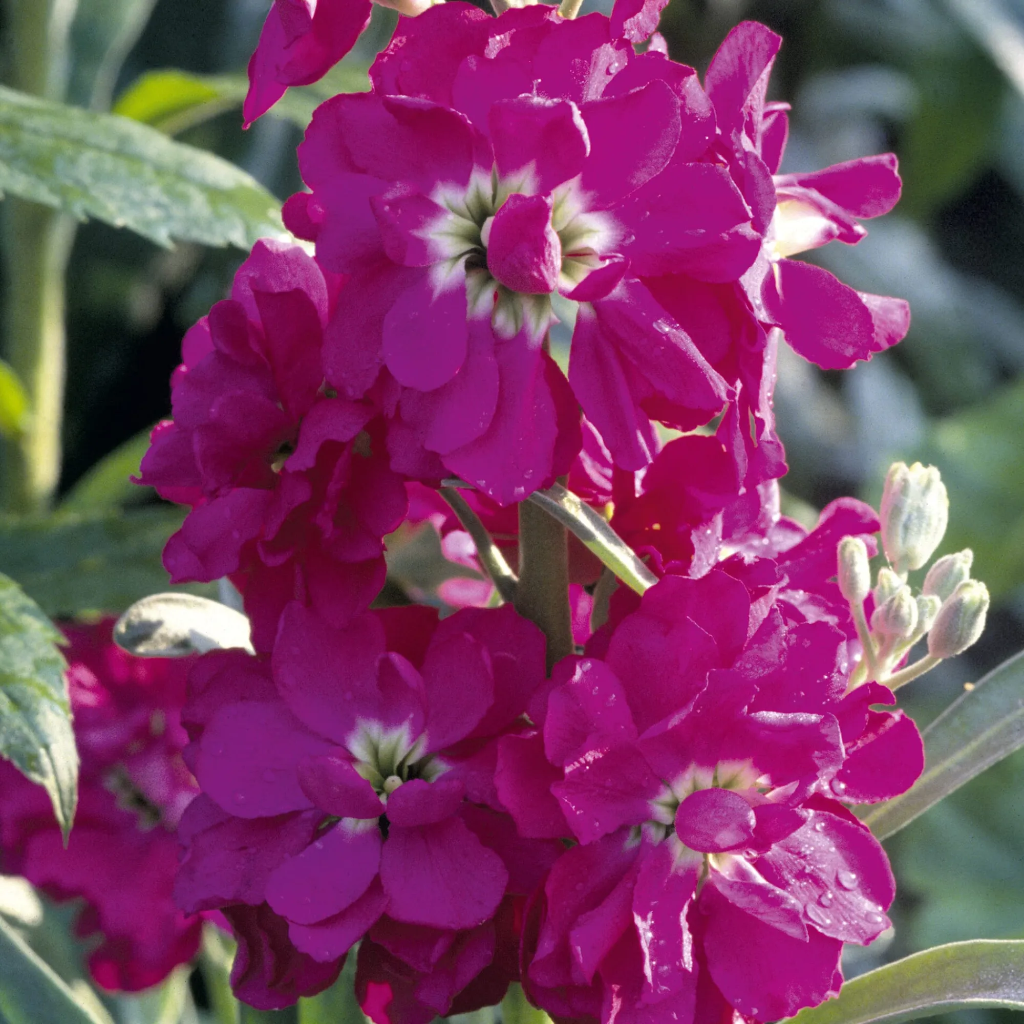Blumensamen * Manufactum Blumensamen Ausgewählte Levkojen