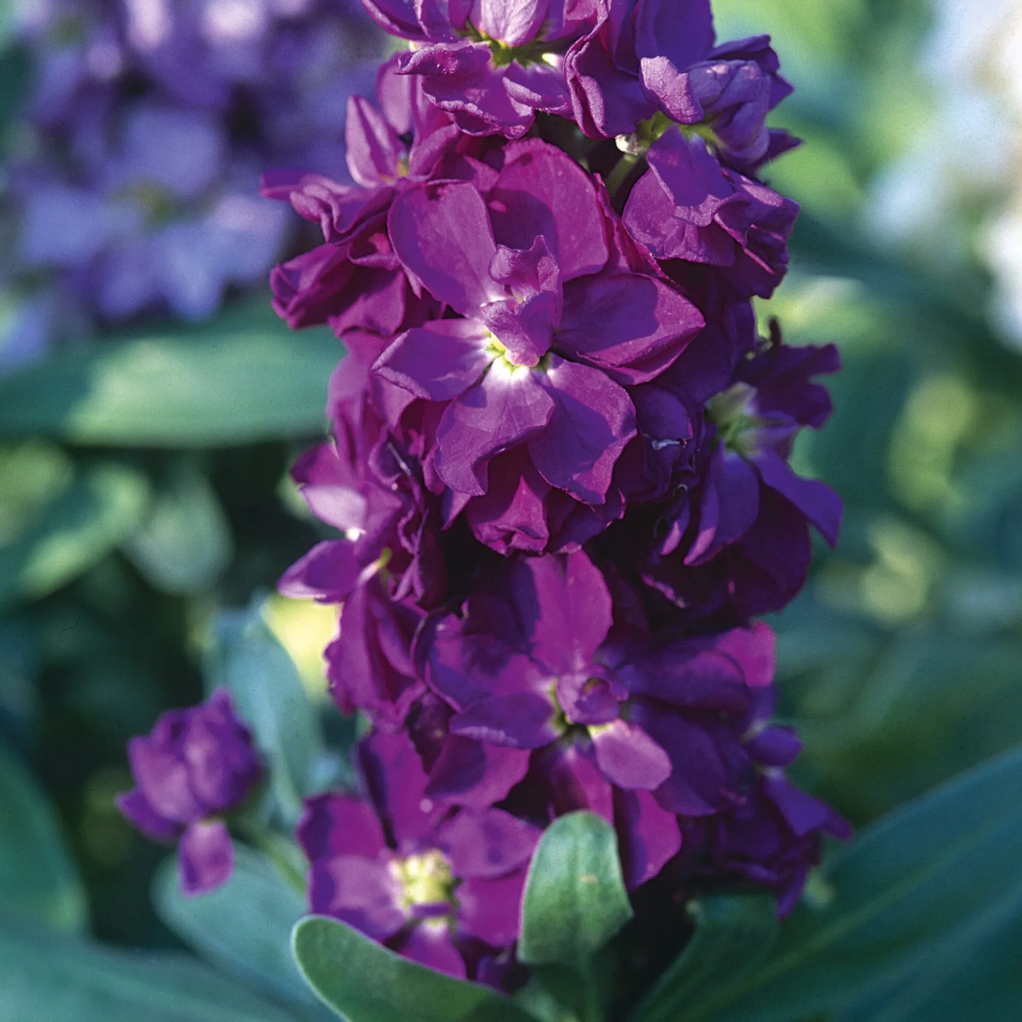 Blumensamen * Manufactum Blumensamen Ausgewählte Levkojen
