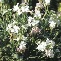 Blumensamen * Manufactum Blumensamen Ausgewählte Levkojen