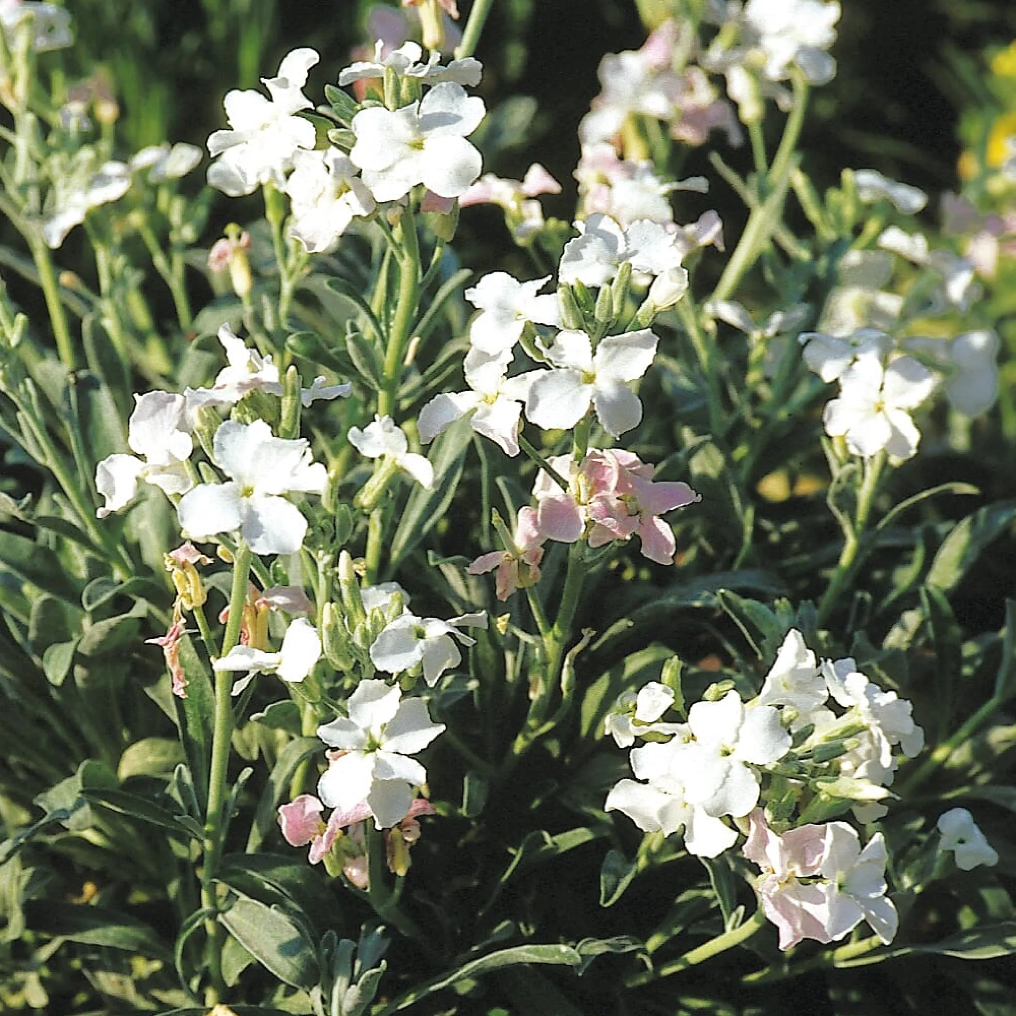 Blumensamen * Manufactum Blumensamen Ausgewählte Levkojen