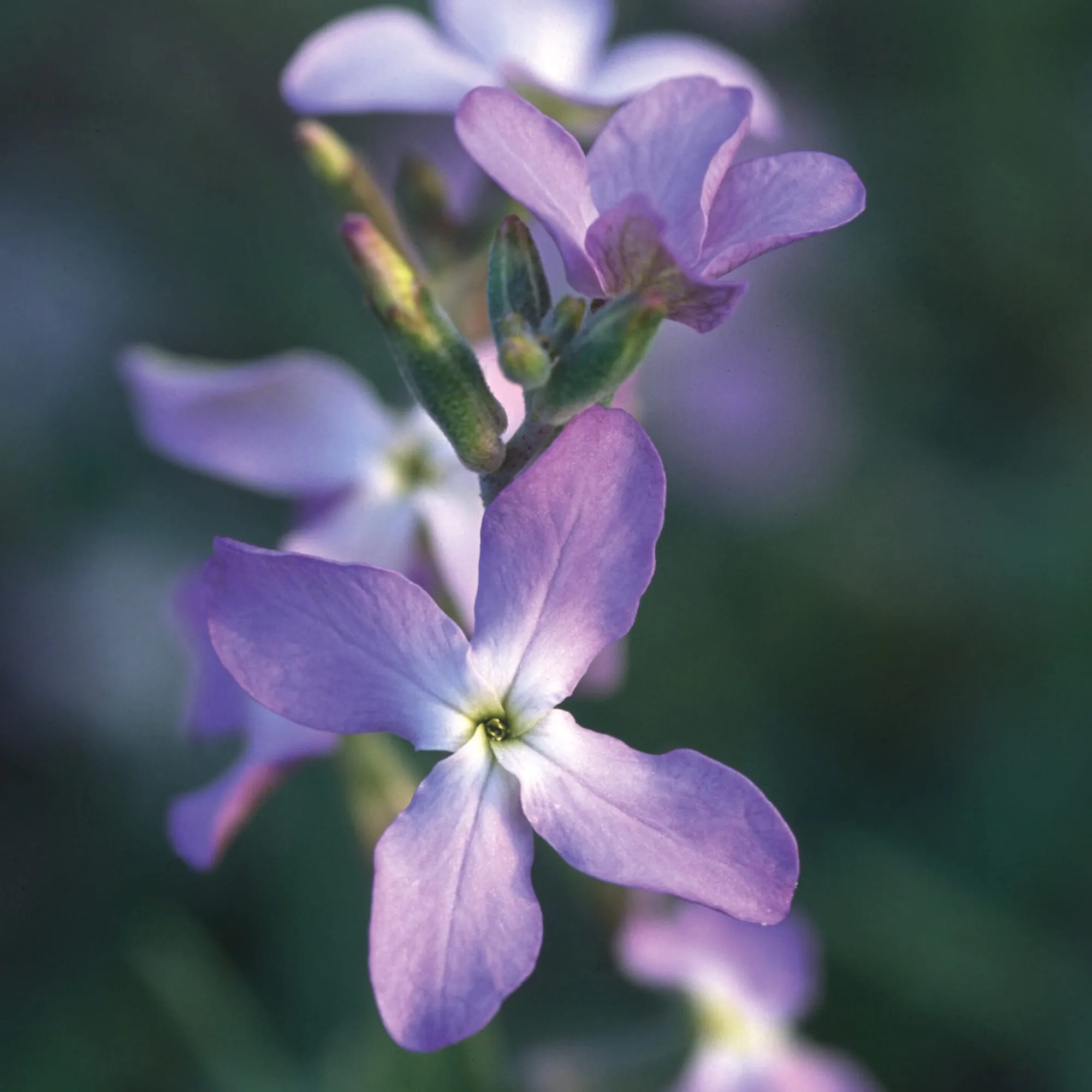 Blumensamen * Manufactum Blumensamen Ausgewählte Levkojen