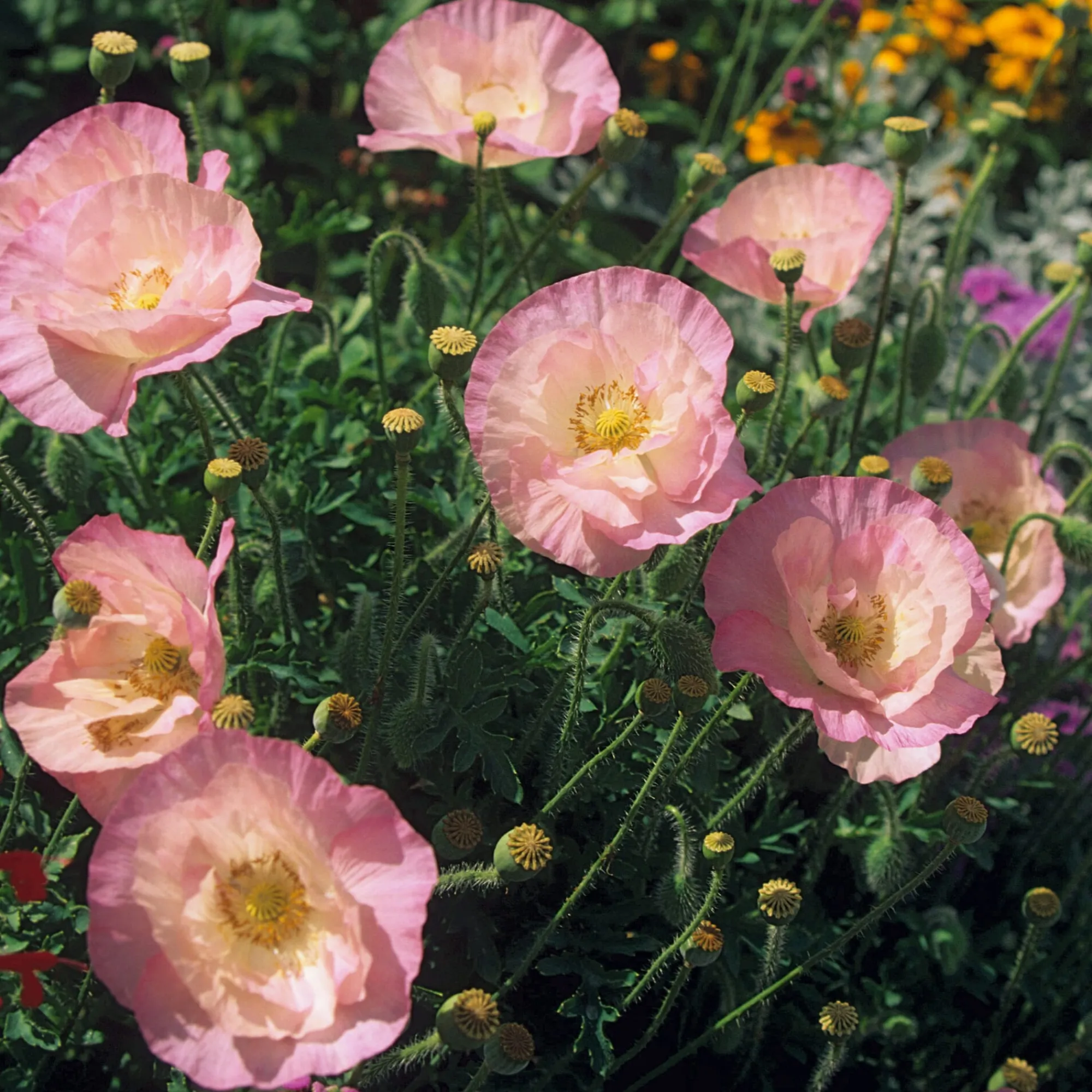 Blumensamen * Manufactum Blumensamen Besondere Mohngewächse