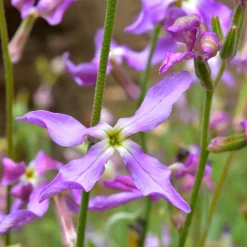 Blumensamen * Manufactum Blumensamen Duftende Blumen