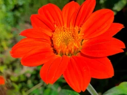Gartenfackeln|Gartenbeleuchtung * Manufactum Blumensamen für trockene heiße Plätze