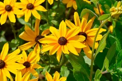 Gartenfackeln|Gartenbeleuchtung * Manufactum Blumensamen für trockene heiße Plätze
