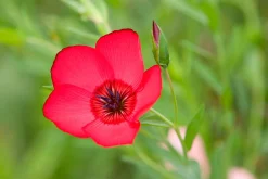 Gartenfackeln|Gartenbeleuchtung * Manufactum Blumensamen für trockene heiße Plätze