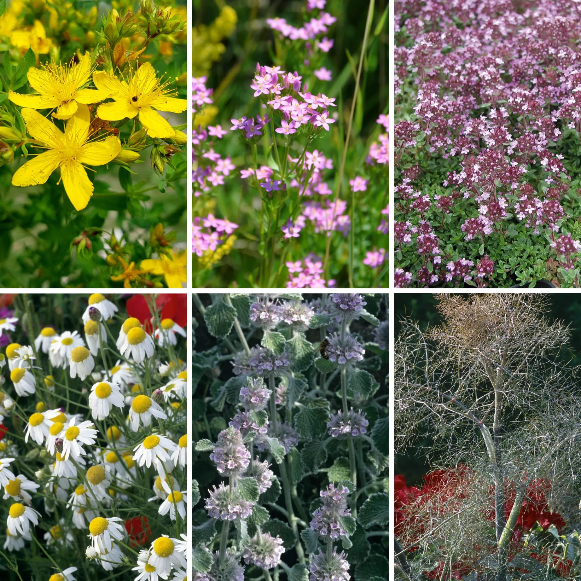 Blumensamen|Gemüsesamen * Manufactum Blumensamen Heilpflanzen für die Hausapotheke