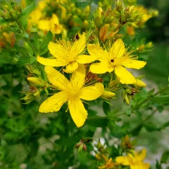 Blumensamen|Gemüsesamen * Manufactum Blumensamen Heilpflanzen für die Hausapotheke