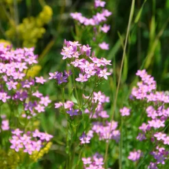 Blumensamen|Gemüsesamen * Manufactum Blumensamen Heilpflanzen für die Hausapotheke