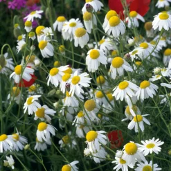 Blumensamen|Gemüsesamen * Manufactum Blumensamen Heilpflanzen für die Hausapotheke
