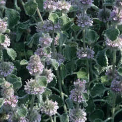 Blumensamen|Gemüsesamen * Manufactum Blumensamen Heilpflanzen für die Hausapotheke