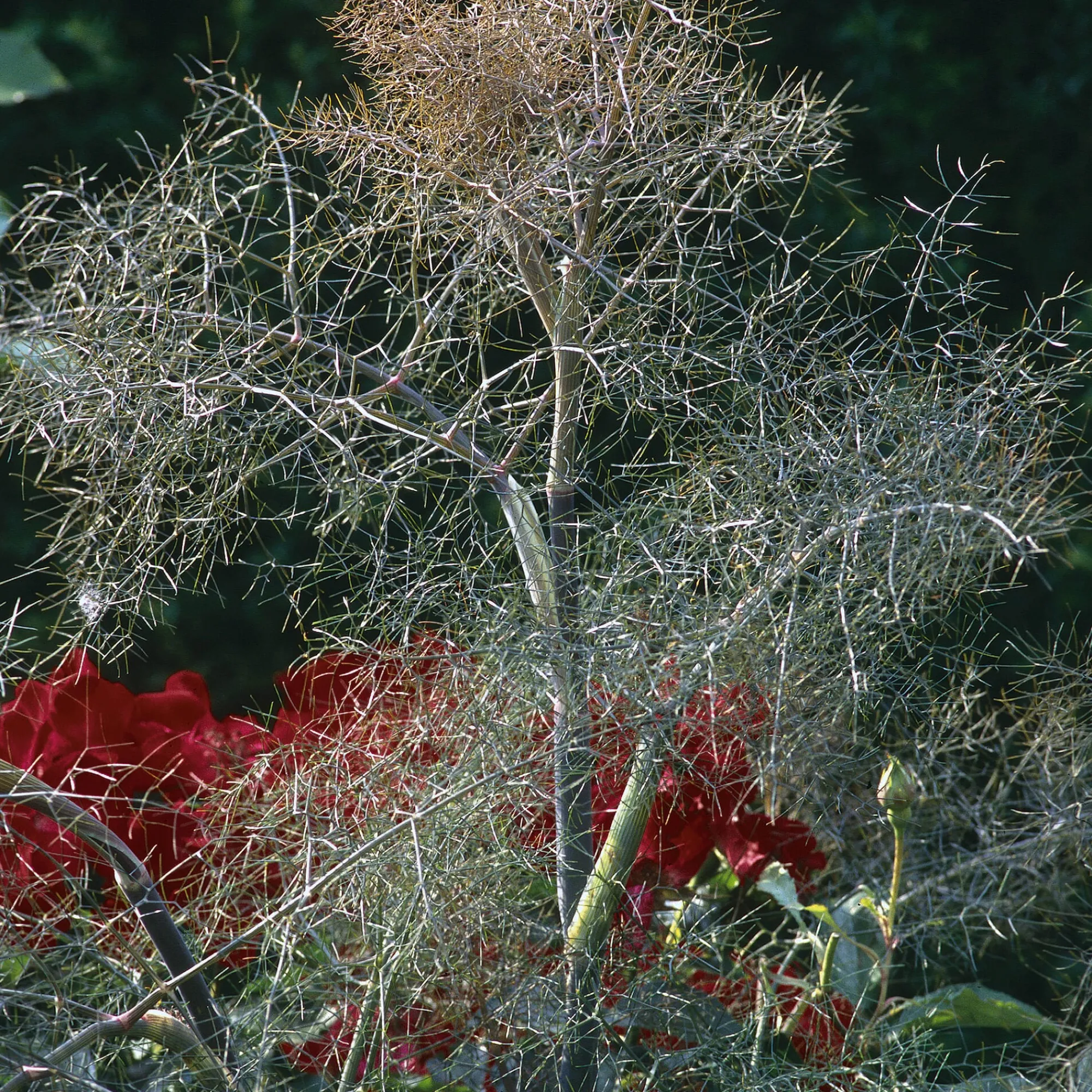 Blumensamen|Gemüsesamen * Manufactum Blumensamen Heilpflanzen für die Hausapotheke