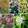 Blumensamen * Manufactum Blumensamen Historische Akeleien