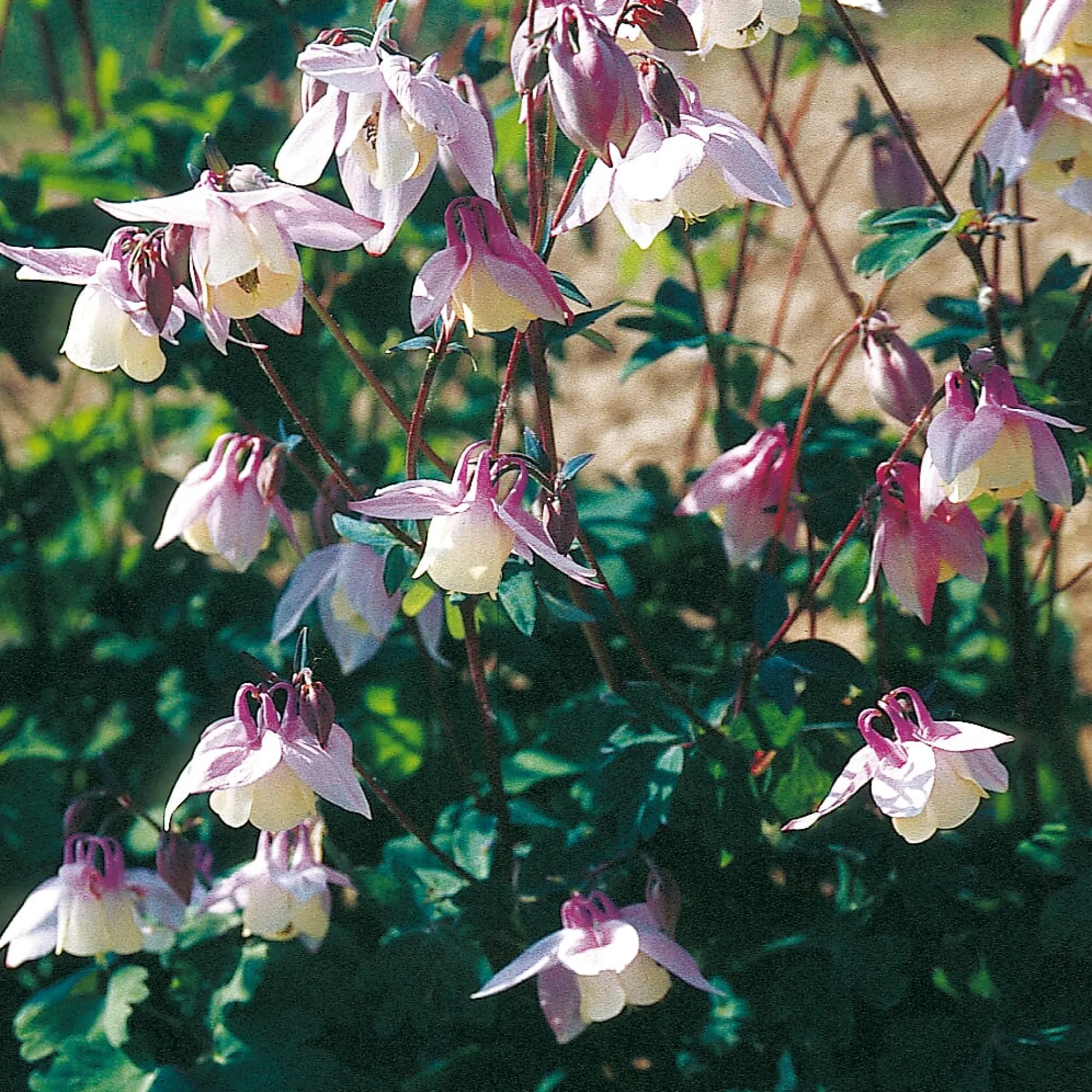 Blumensamen * Manufactum Blumensamen Historische Akeleien