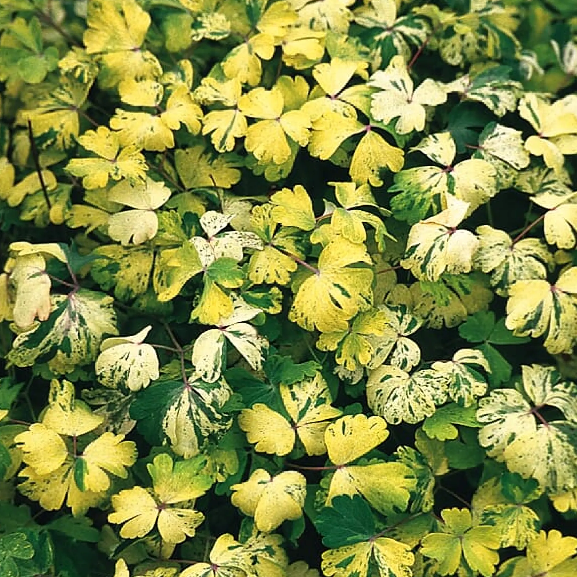 Blumensamen * Manufactum Blumensamen Historische Akeleien