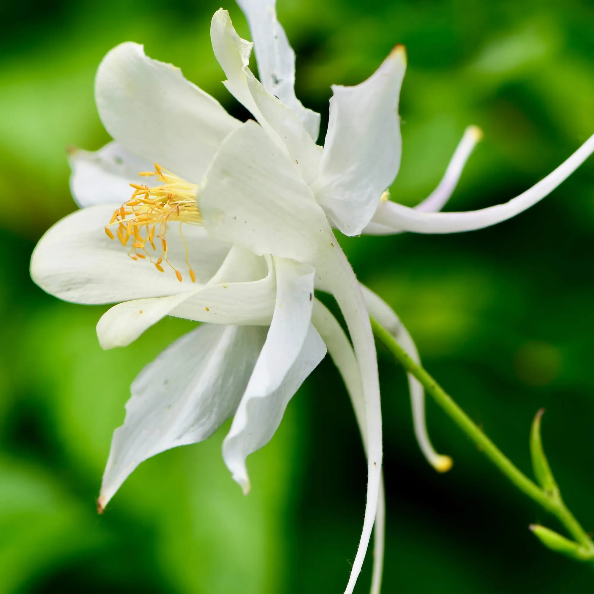 Blumensamen * Manufactum Blumensamen Historische Akeleien