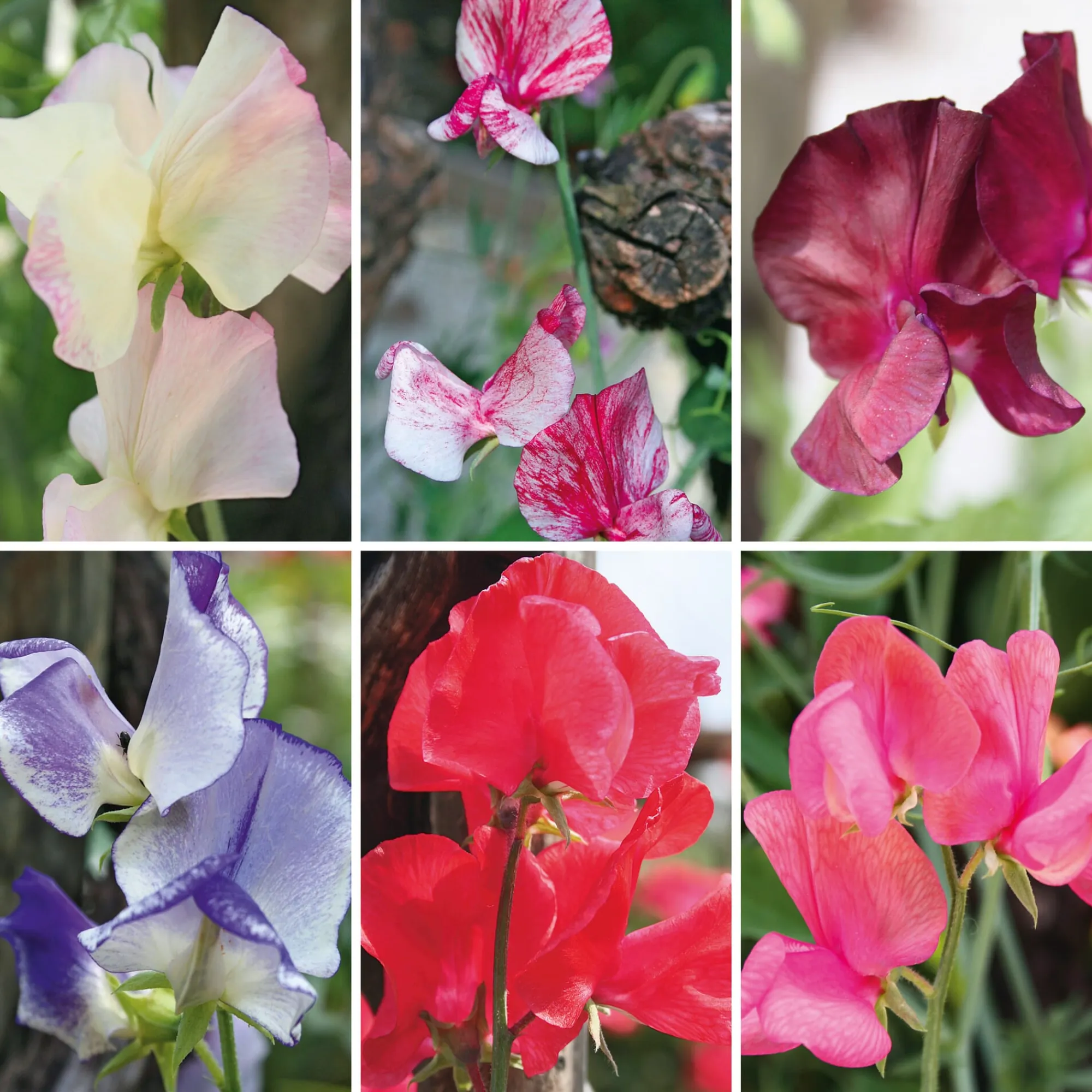 Blumensamen * Manufactum Blumensamen Historische Duftwicken