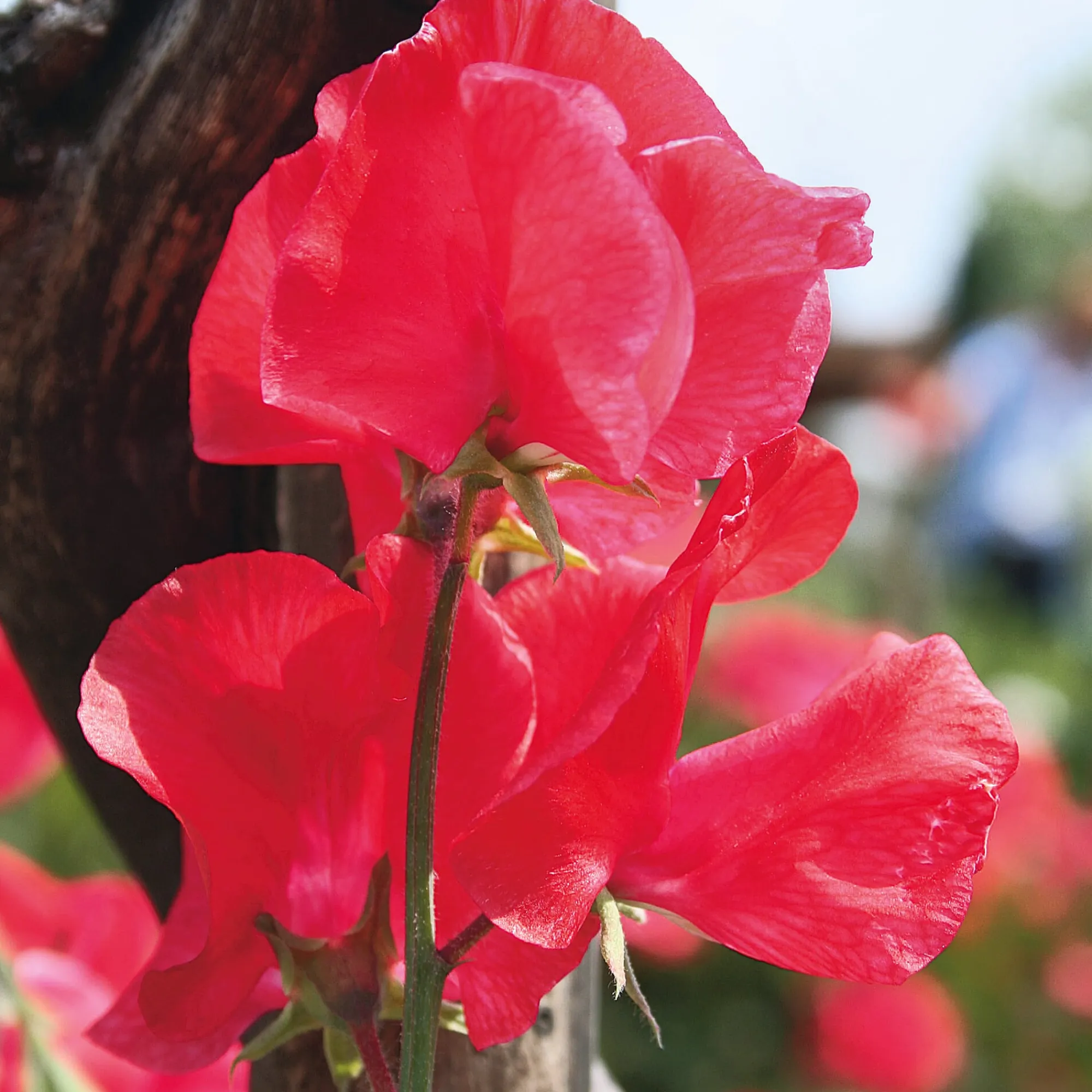 Blumensamen * Manufactum Blumensamen Historische Duftwicken