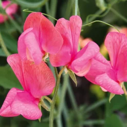 Blumensamen * Manufactum Blumensamen Historische Duftwicken