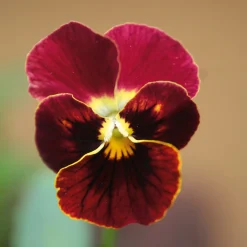 Blumensamen * Manufactum Blumensamen Historische Hornveilchen