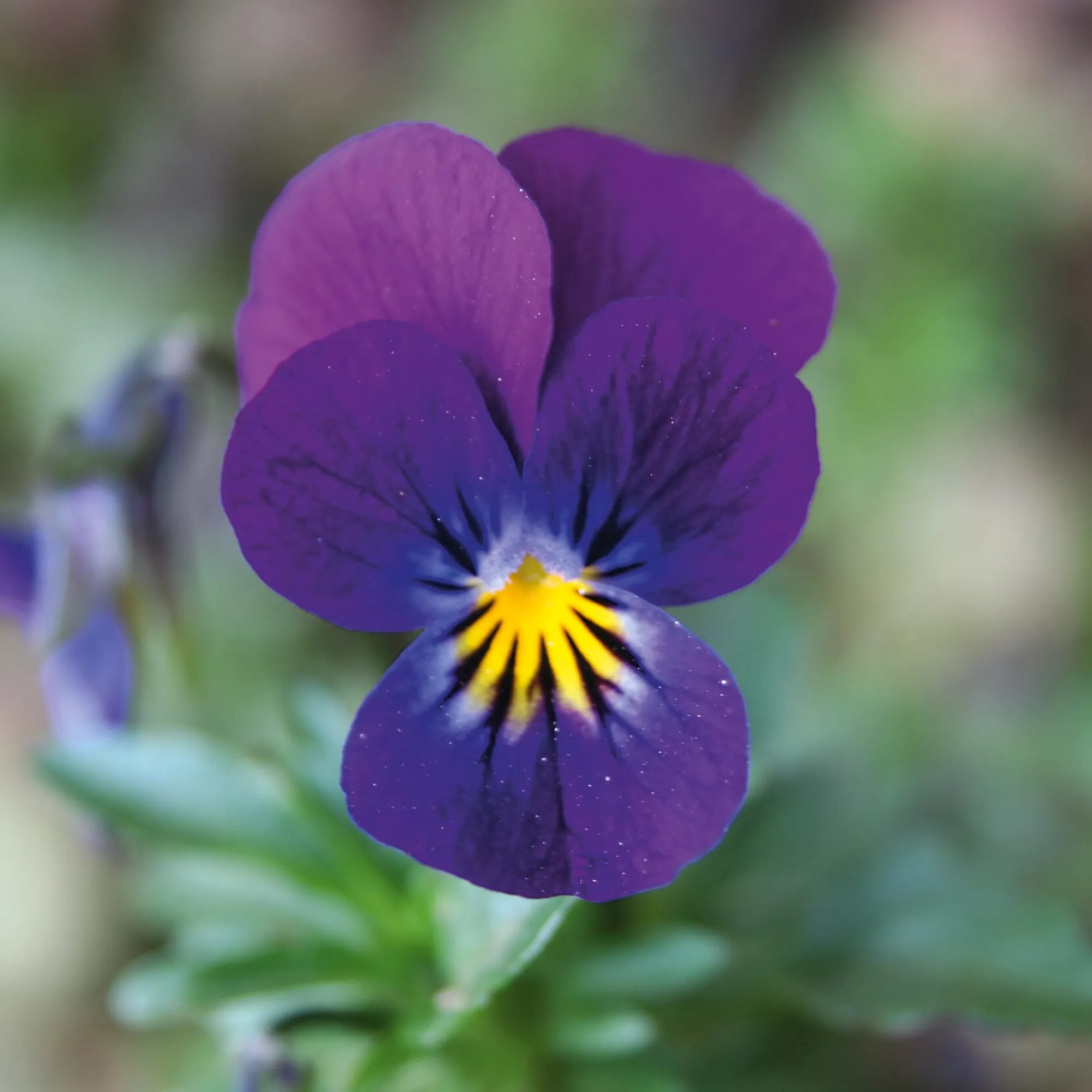 Blumensamen * Manufactum Blumensamen Historische Hornveilchen