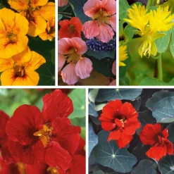 Blumensamen|Gemüsesamen * Manufactum Blumensamen Historische Kapuzinerkresse