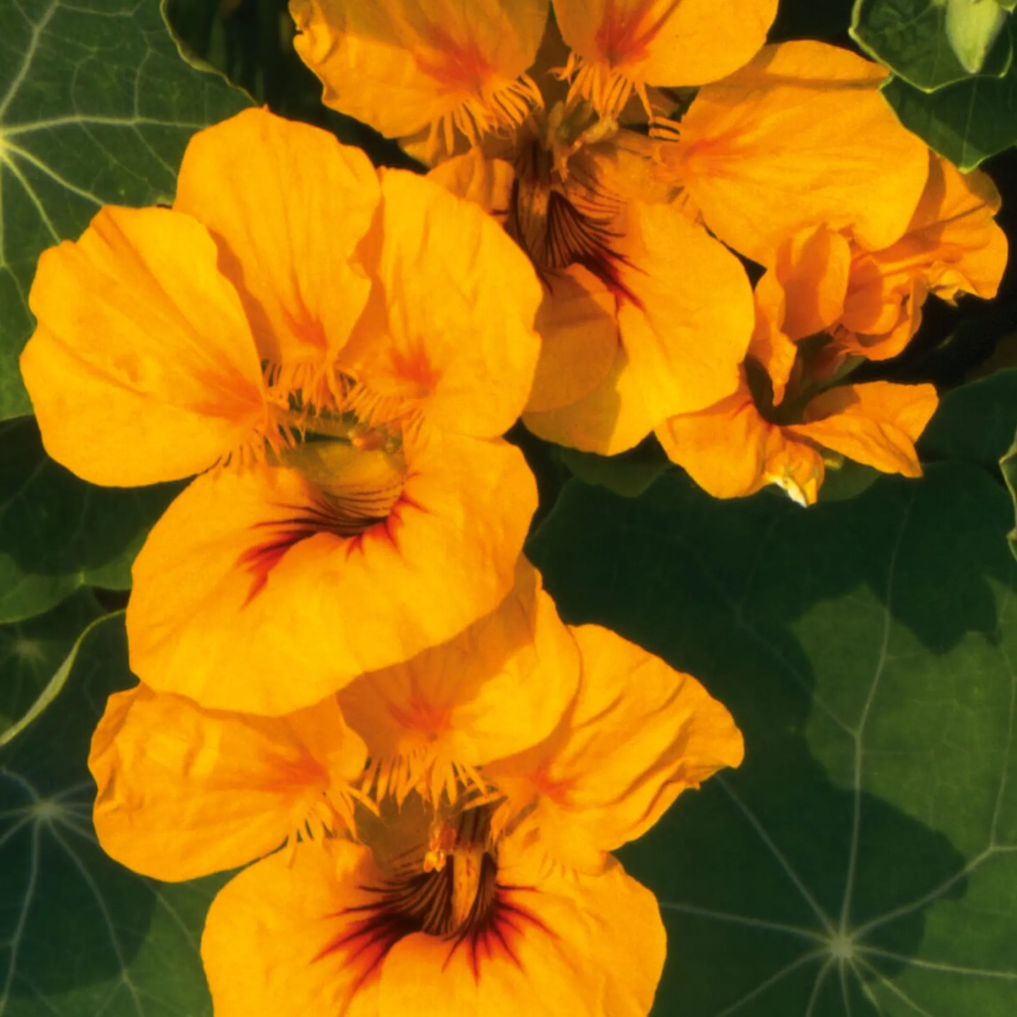 Blumensamen|Gemüsesamen * Manufactum Blumensamen Historische Kapuzinerkresse