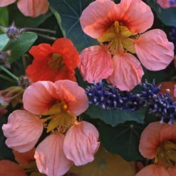 Blumensamen|Gemüsesamen * Manufactum Blumensamen Historische Kapuzinerkresse
