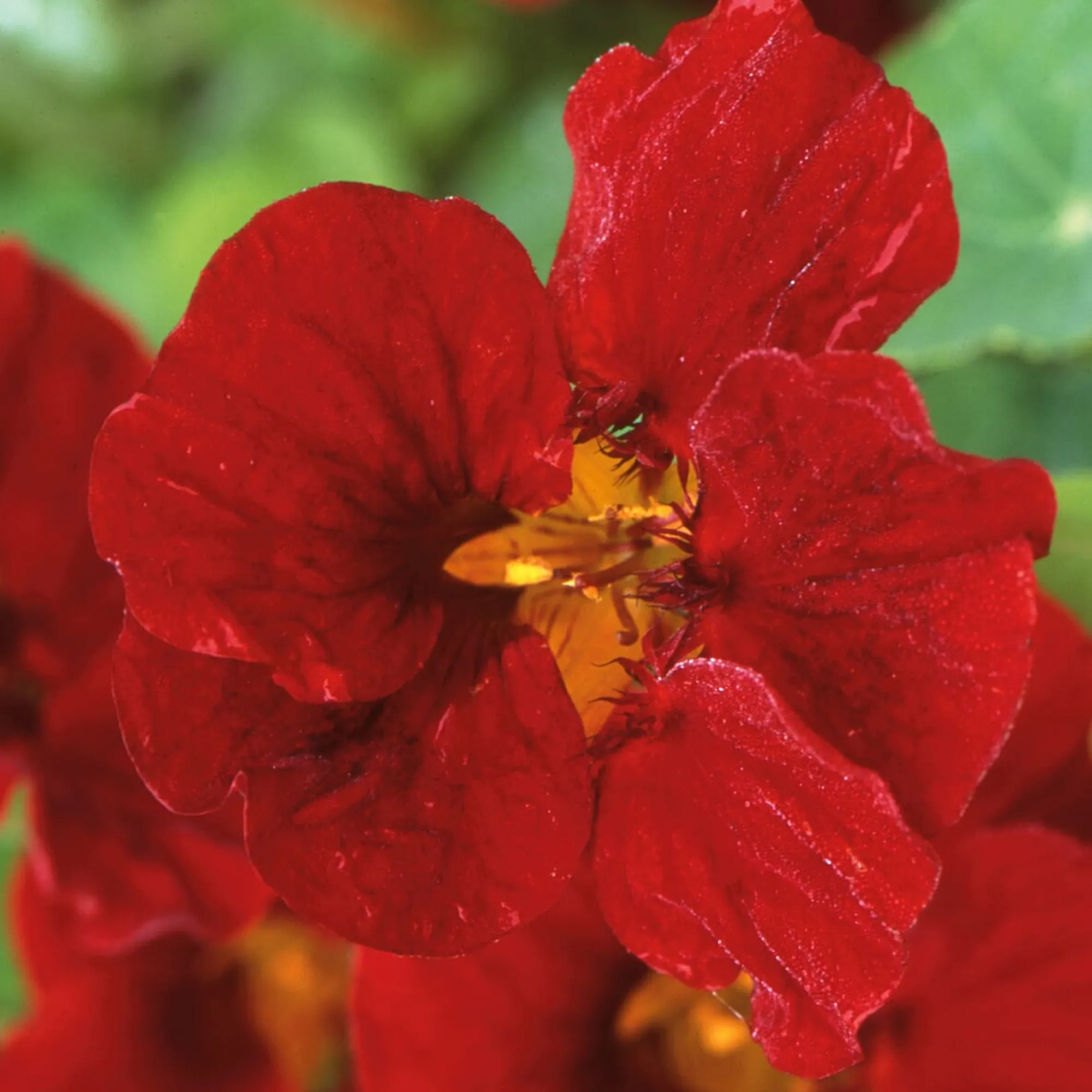 Blumensamen|Gemüsesamen * Manufactum Blumensamen Historische Kapuzinerkresse