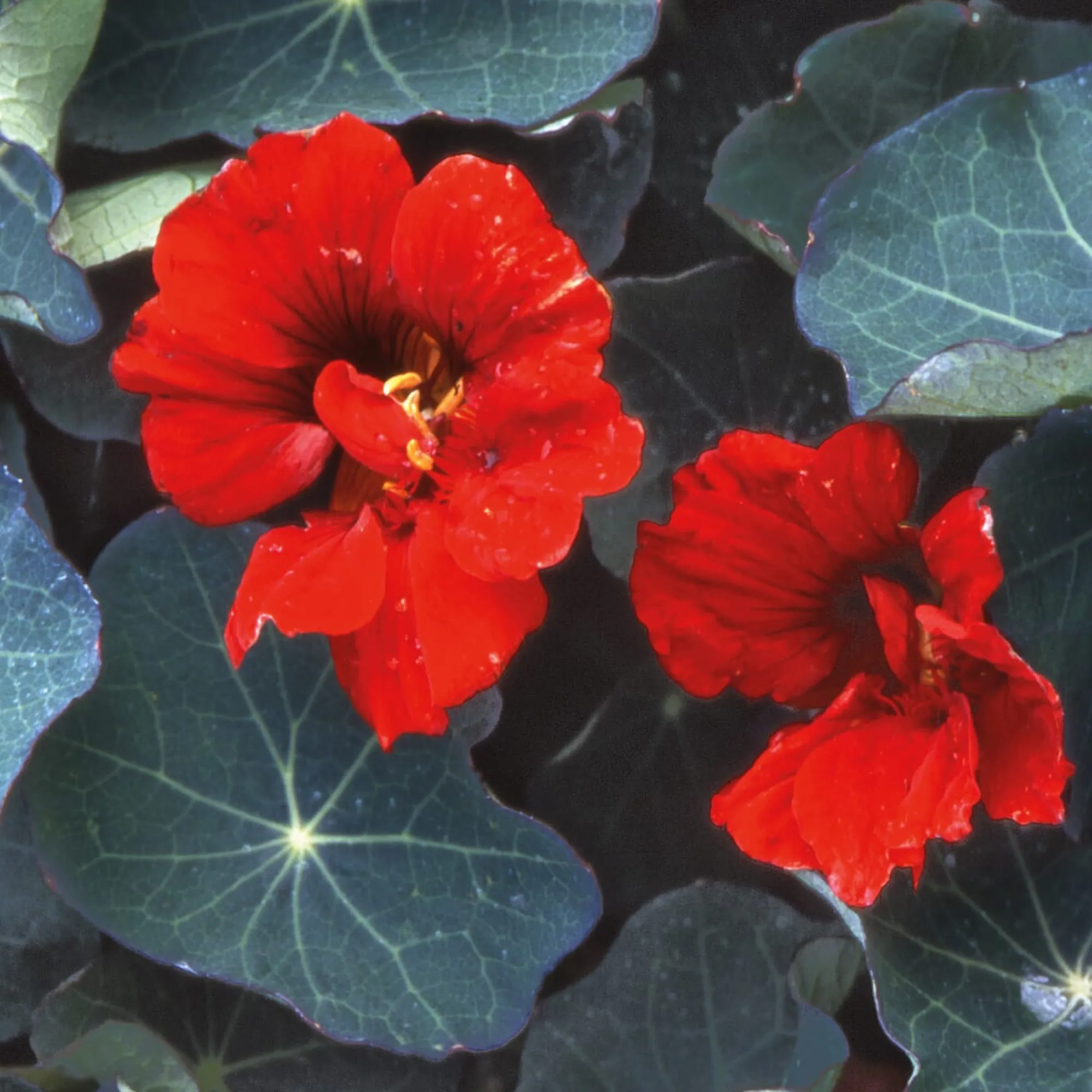 Blumensamen|Gemüsesamen * Manufactum Blumensamen Historische Kapuzinerkresse