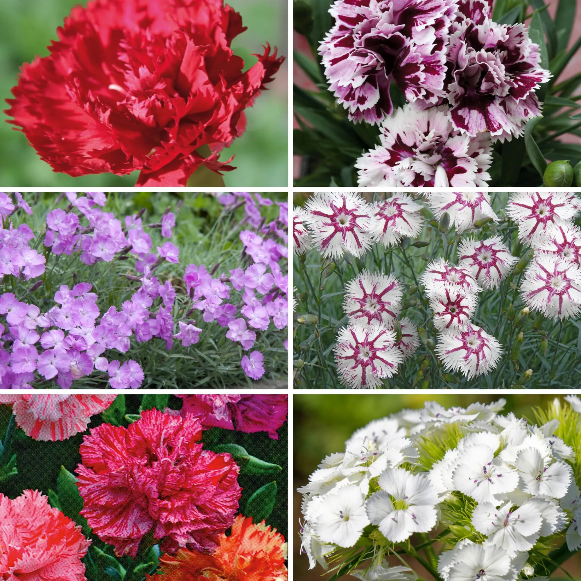 Blumensamen * Manufactum Blumensamen Historische Nelken