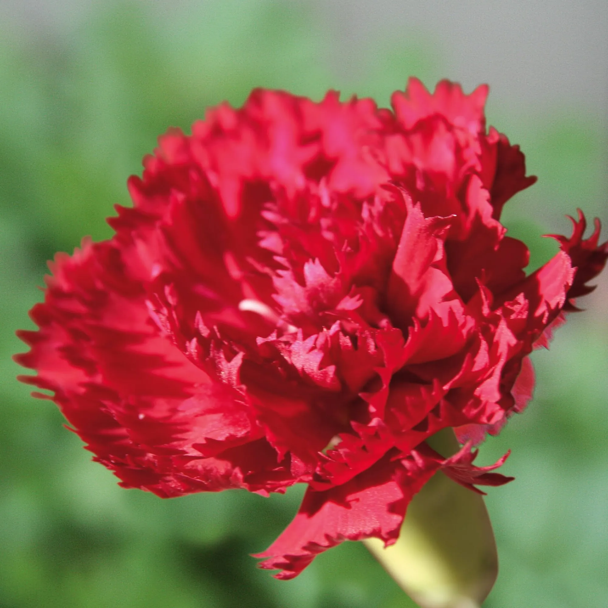 Blumensamen * Manufactum Blumensamen Historische Nelken