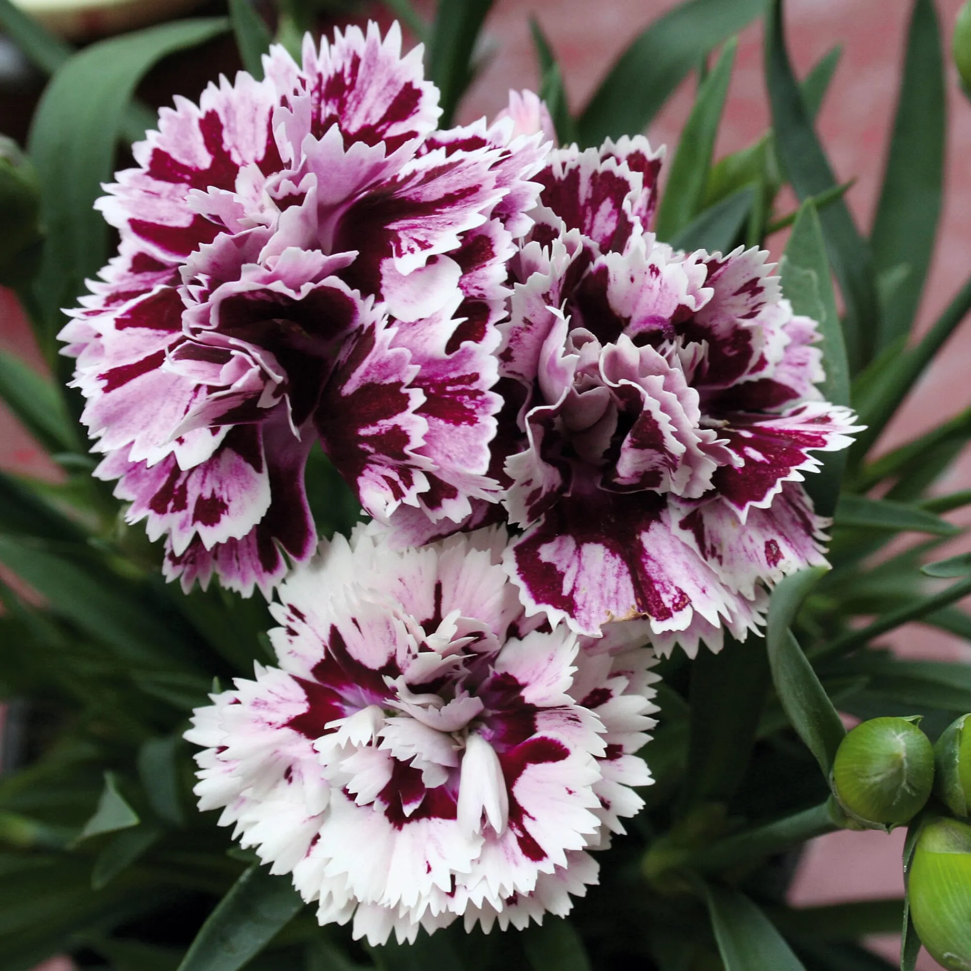Blumensamen * Manufactum Blumensamen Historische Nelken
