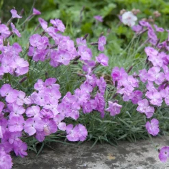 Blumensamen * Manufactum Blumensamen Historische Nelken