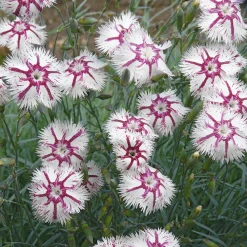 Blumensamen * Manufactum Blumensamen Historische Nelken