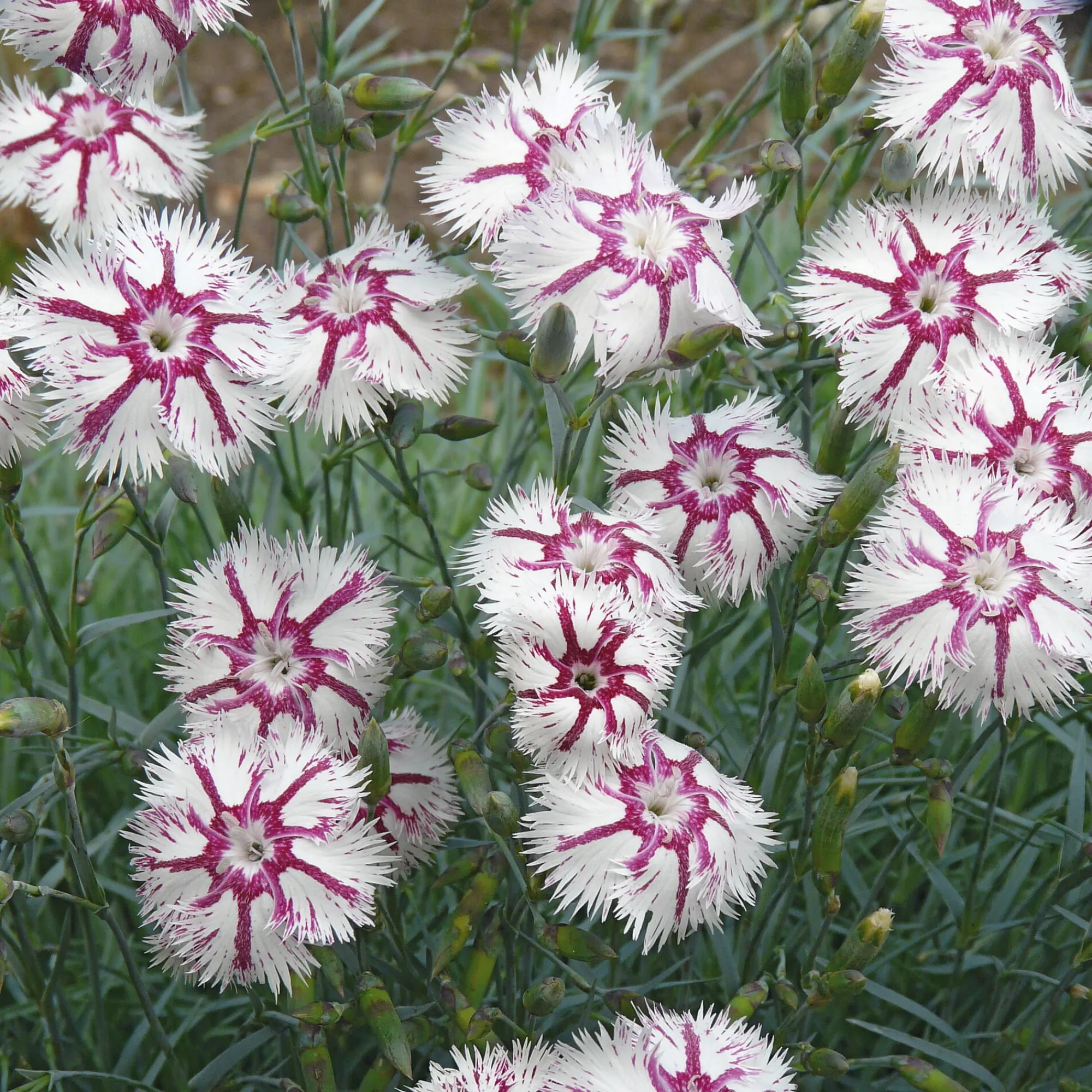 Blumensamen * Manufactum Blumensamen Historische Nelken