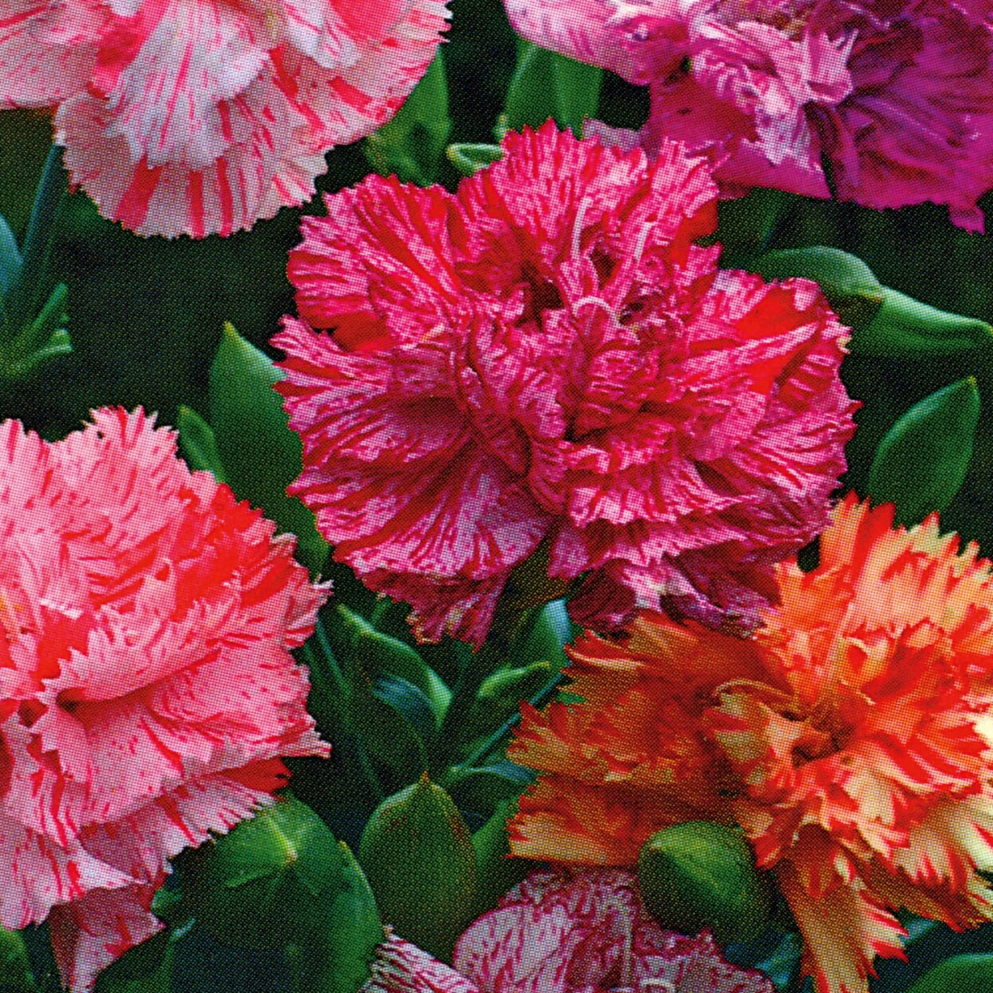 Blumensamen * Manufactum Blumensamen Historische Nelken