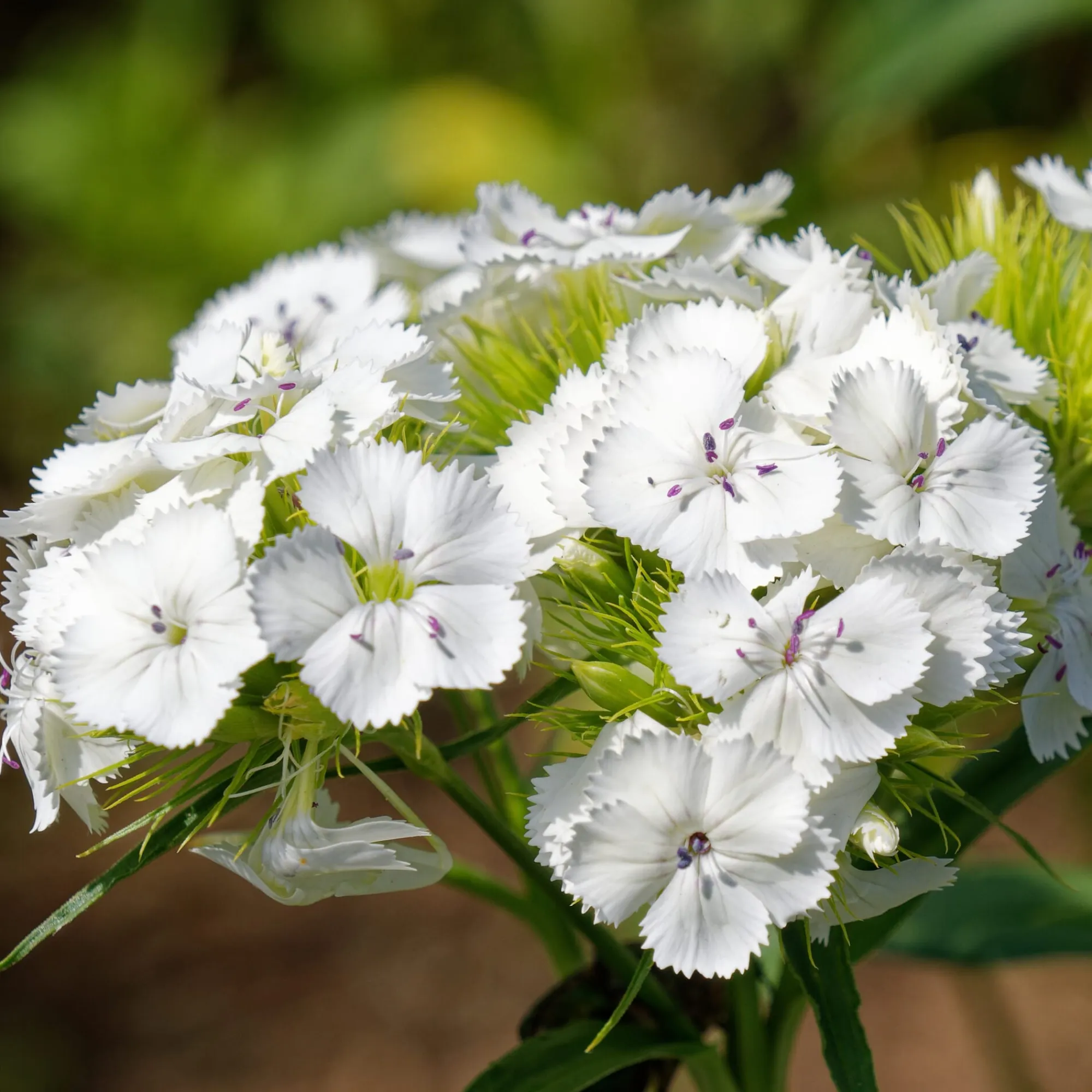 Blumensamen * Manufactum Blumensamen Historische Nelken