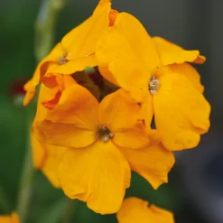 Blumensamen * Manufactum Blumensamen Historischer Goldlack